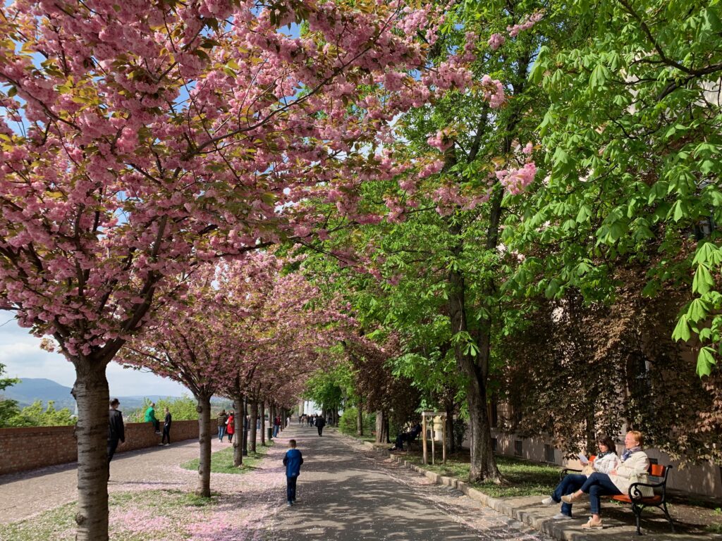 Cherry Blossom in the Buda Castle District