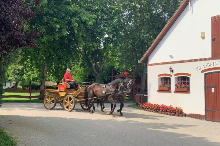 Hungarian horses and equestrian show