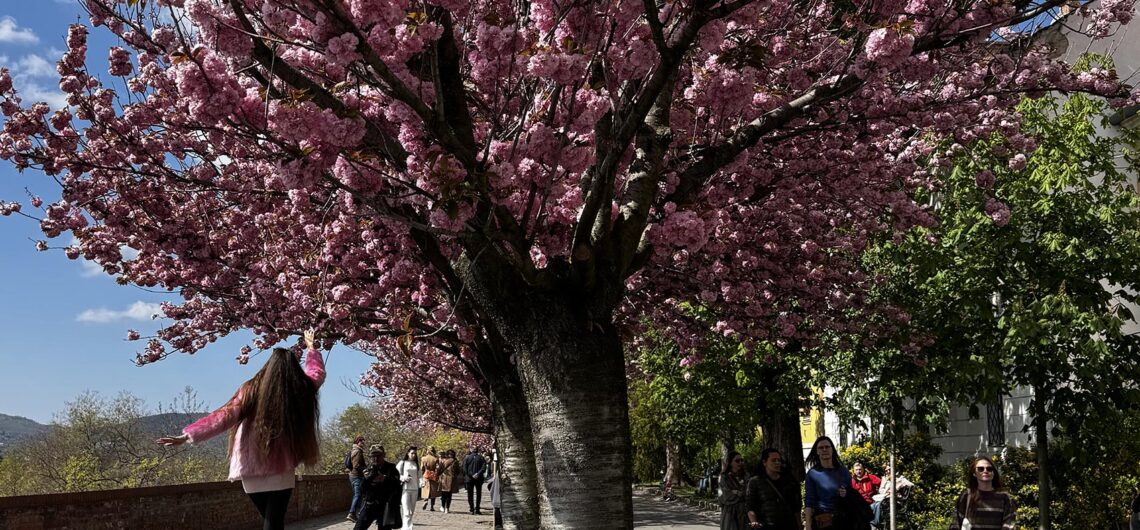 Cherry blossoms blooming in Budapest’s Buda Castle District in spring