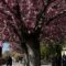 Cherry blossoms blooming in Budapest’s Buda Castle District in spring
